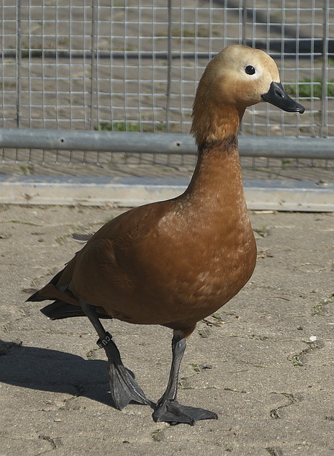 ens